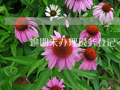 逾期未办理税务登记不予处罚 逾期未办理税务登记不予处罚