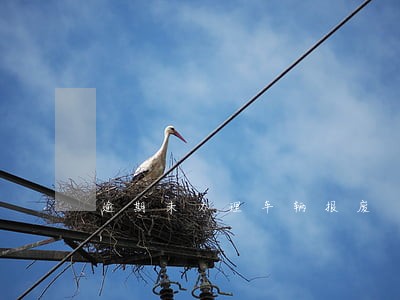 逾期未办理车辆报废