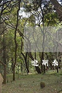 逾期未办理转移登记 逾期未办理转移登记
