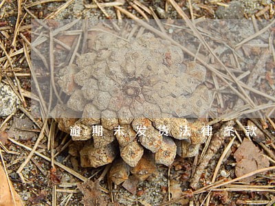 逾期未发货法律条款 逾期未发货法律条款