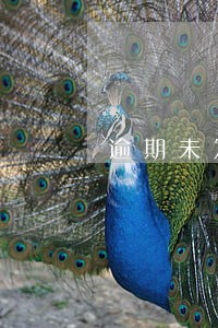 逾期未发货需要支付违约金 逾期未发货需要支付违约金