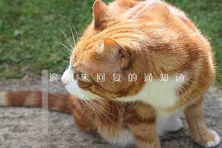 逾期未回复的通知函