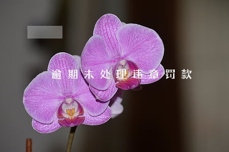 逾期未处理违章罚款 逾期未处理违章罚款