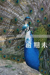 逾期未审可以主动申请降级吗 逾期未审可以主动申请降级吗
