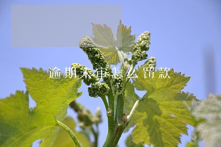 逾期未审怎么罚款 逾期未审怎么罚款