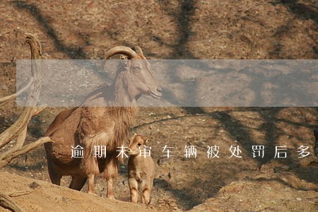 逾期未审车辆被处罚后多长时间 逾期未审车辆被处罚后多长时间