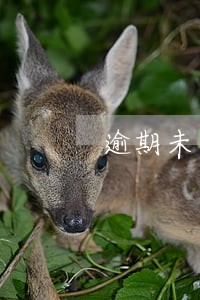 逾期未审车辆被罚款 逾期未审车辆被罚款