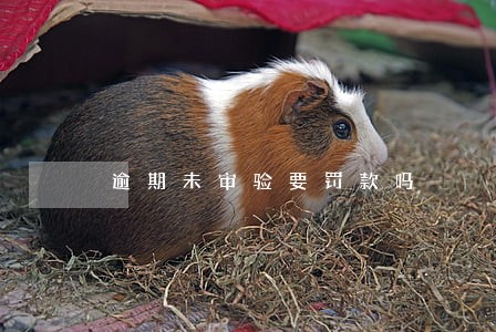 逾期未审验要罚款吗 逾期未审验要罚款吗