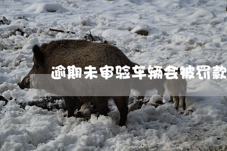 逾期未审验车辆会被罚款吗 逾期未审验车辆会被罚款吗