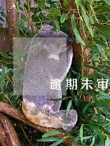 逾期未审验驾驶人公告 逾期未审验驾驶人公告