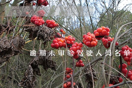 逾期未审验驾驶人员名单 逾期未审验驾驶人员名单