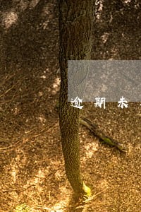 逾期未年审保险拒赔 逾期未年审保险拒赔