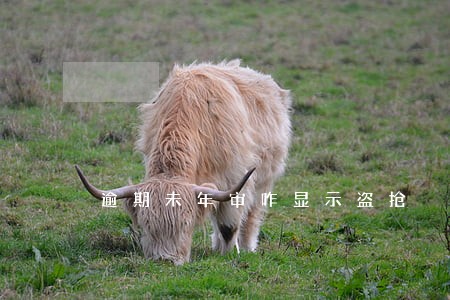 逾期未年审咋显示盗抢 逾期未年审咋显示盗抢