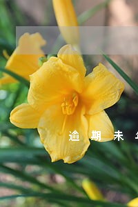逾期未年报多久解除异常