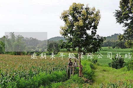 逾期未年检保险公司拒赔 逾期未年检保险公司拒赔