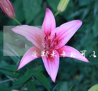 逾期未年检可以申请报废吗