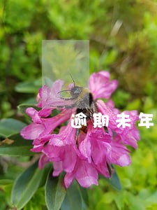 逾期未年检后果 逾期未年检后果