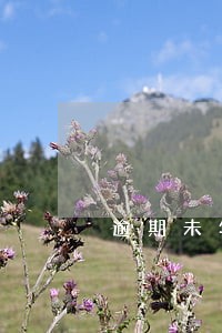逾期未年检导致车辆查封 逾期未年检导致车辆查封