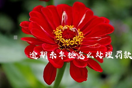 逾期未年检怎么处理罚款 逾期未年检怎么处理罚款