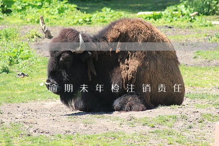 逾期未年检注销责任 逾期未年检注销责任