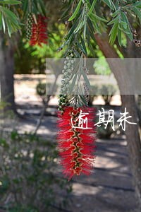 逾期未年检的处罚规定 逾期未年检的处罚规定