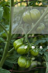 逾期未年检罚款不扣分要本人去吗 逾期未年检罚款不扣分要本人去吗