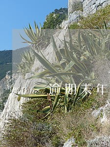 逾期未年检罚款之后还会罚款吗 逾期未年检罚款之后还会罚款吗