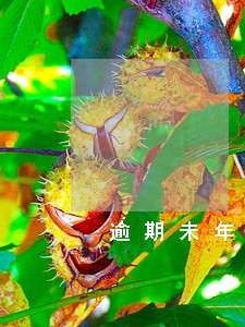 逾期未年检车辆上路整改报告 逾期未年检车辆上路整改报告
