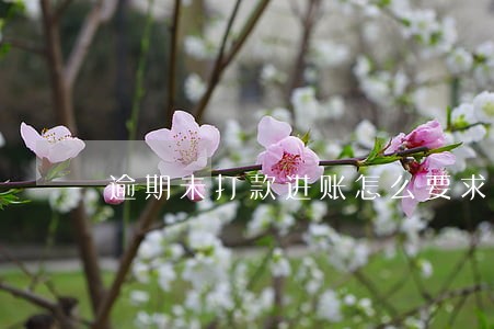 逾期未打款进账怎么要求赔偿