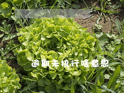逾期未执行啥意思