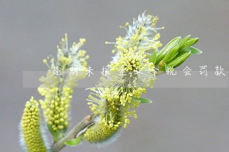 逾期未报企业个税会罚款吗