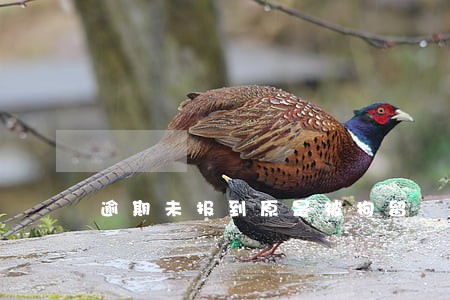逾期未报到原是被拘留 逾期未报到原是被拘留
