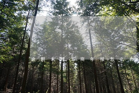 逾期未报工商年报怎么办 逾期未报工商年报怎么办