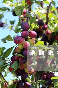 逾期未报废车辆基本情况怎么写 逾期未报废车辆基本情况怎么写
