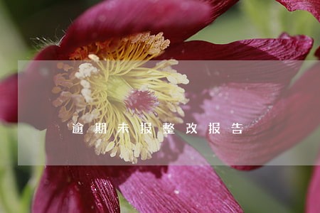 逾期未报整改报告 逾期未报整改报告