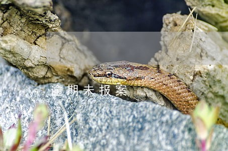 逾期未报案 逾期未报案