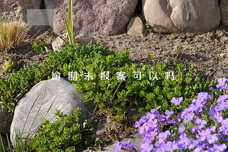 逾期未报案可以吗 逾期未报案可以吗