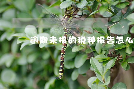 逾期未报的税种报告怎么写