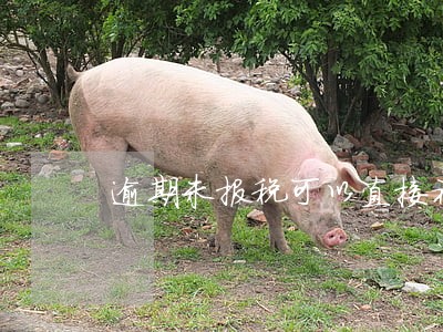 逾期未报税可以直接补充申报吗 逾期未报税可以直接补充申报吗