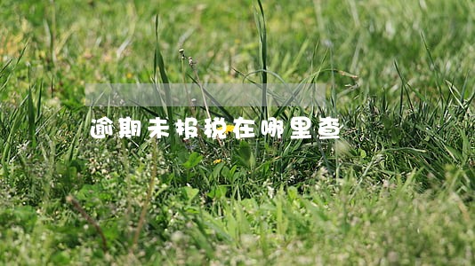 逾期未报税在哪里查 逾期未报税在哪里查