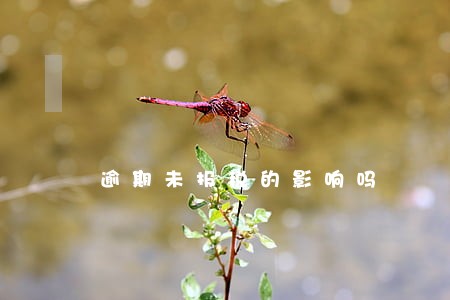 逾期未报税的影响吗 逾期未报税的影响吗