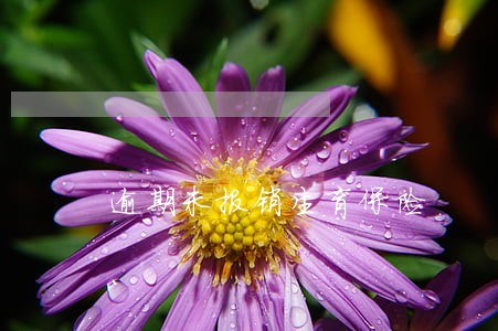 逾期未报销生育保险 逾期未报销生育保险