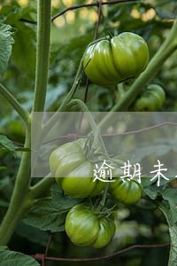 逾期未抵扣增值税怎么抵扣 逾期未抵扣增值税怎么抵扣