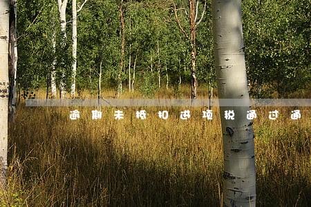 逾期未抵扣进项税通过通知书