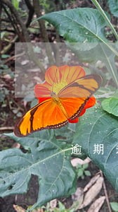 逾期未挂牌的后果 逾期未挂牌的后果