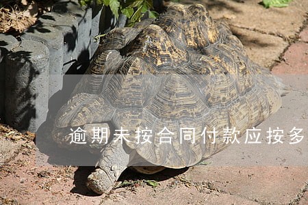 逾期未按合同付款应按多少赔偿 逾期未按合同付款应按多少赔偿