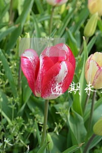 逾期未换证人员名单许昌第一期