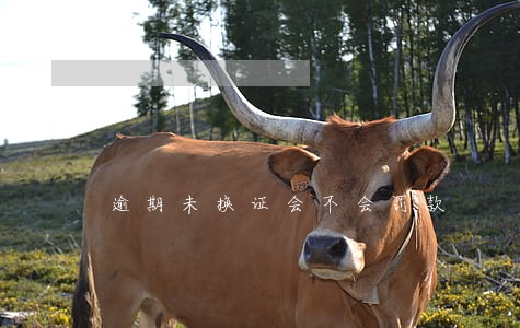 逾期未换证会不会罚款 逾期未换证会不会罚款