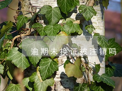 逾期未换证被注销吗 逾期未换证被注销吗