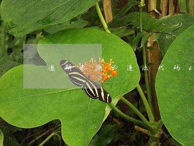逾期未换证违法代码6032 逾期未换证违法代码6032